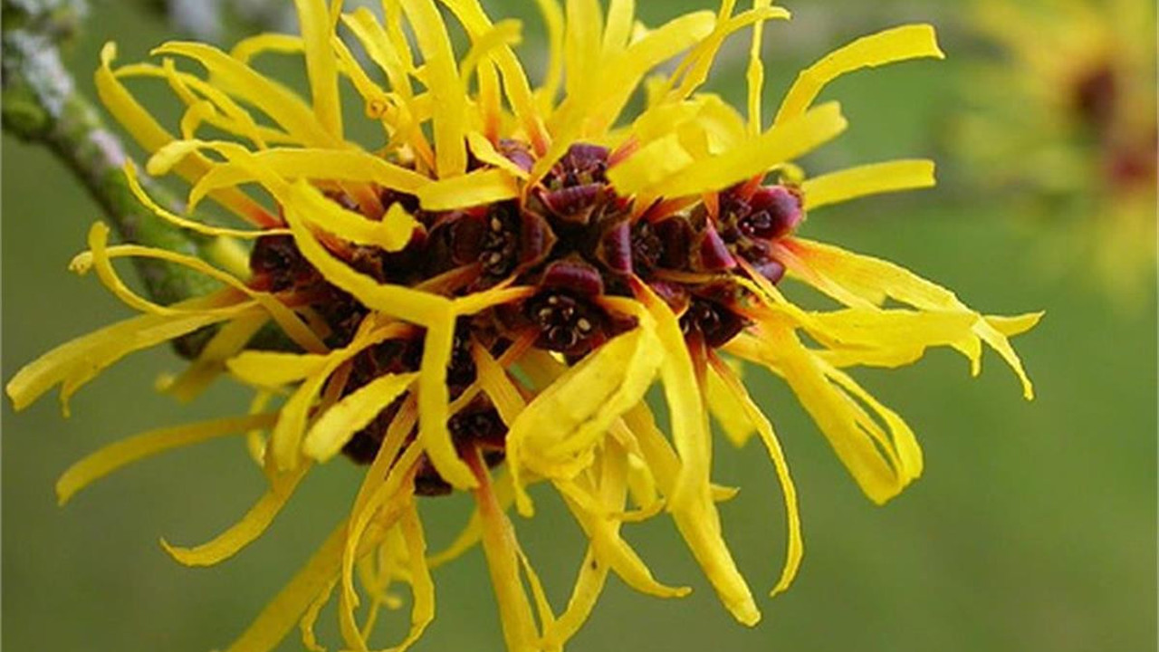 Sivilcelere iyi geliyor. İşte dikkat çeken ot