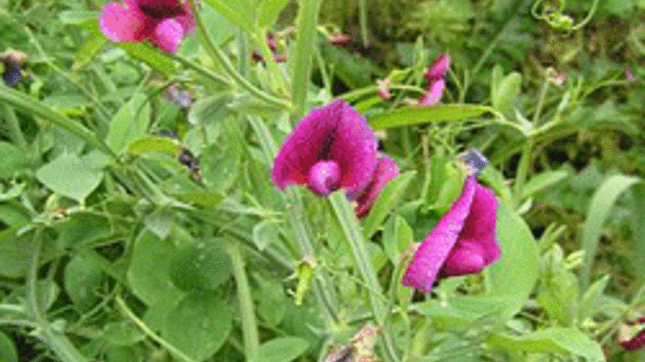 Kalp hastalıklarına iyi geliyor. Dikkat çeken ot