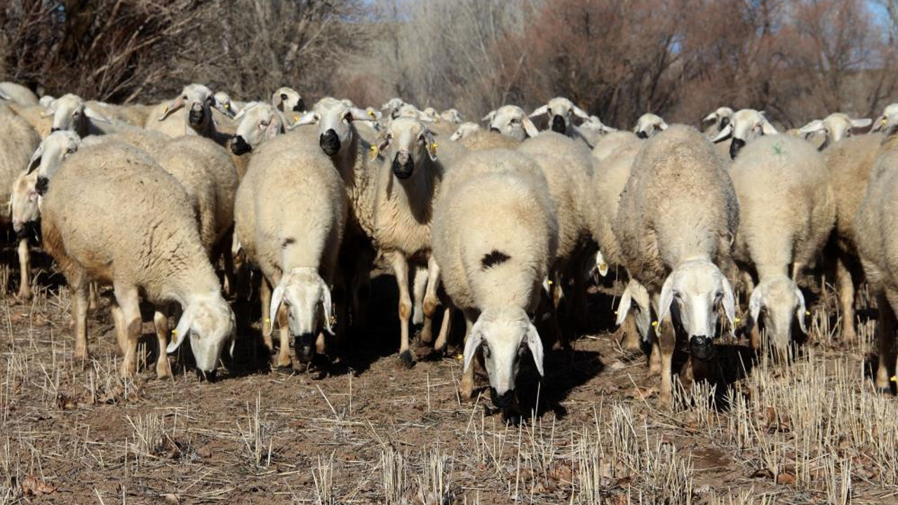 Denizli’de hayvan otlatmak yasaklandı