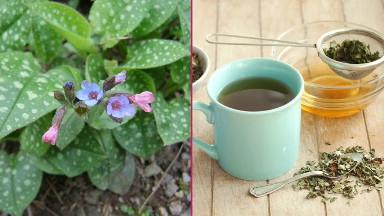 Ccilt hastalıklarına iyi geliyor. İşte dikkat çeken ot