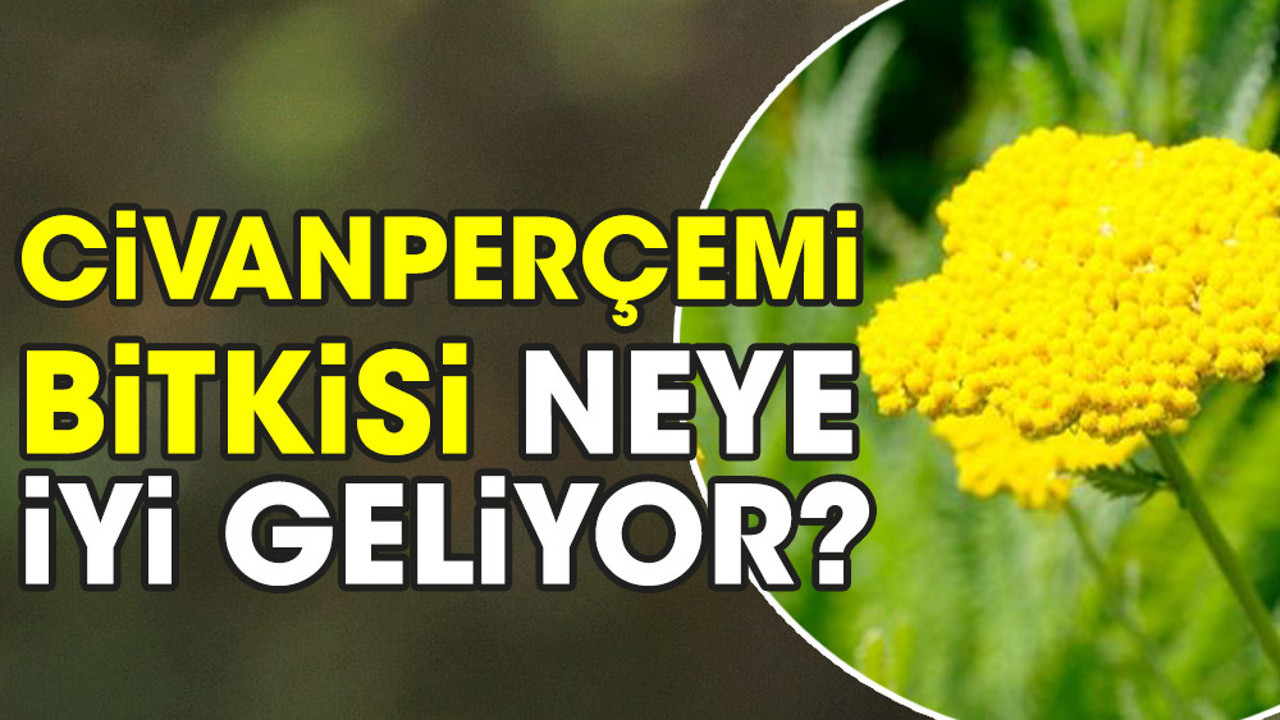 Civanperçemi bitkisi neye iyi geliyor?