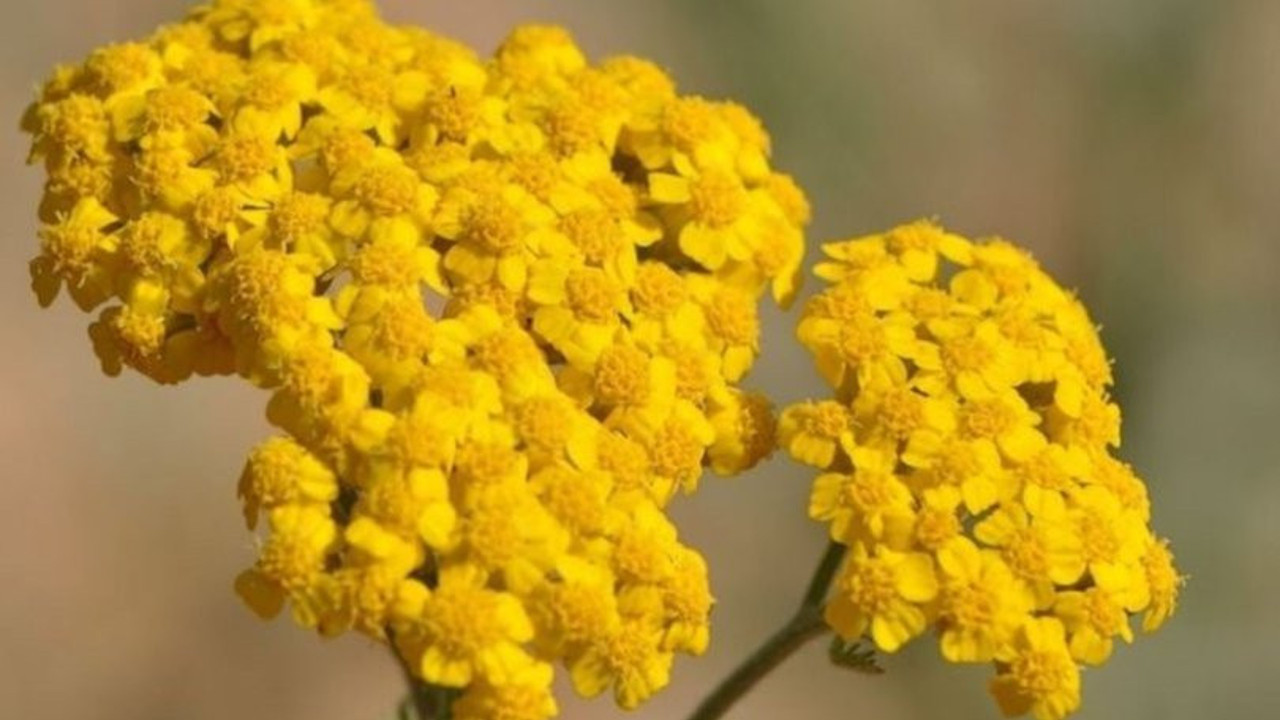 Hazımsızlığa iyi gelen ot (18 Mart 2023)