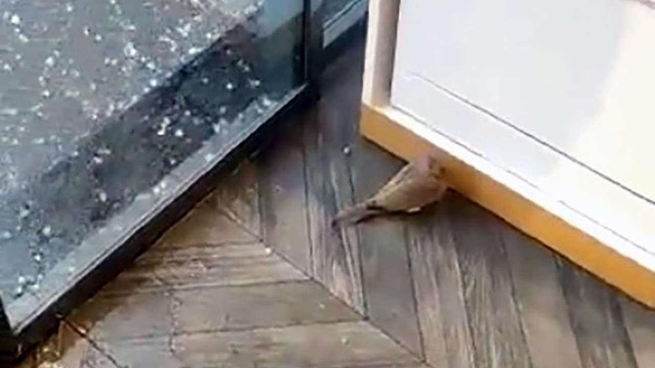 Doluya hazırlıksız yakalanan kuş mağazaya sığındı. İçeri girmek için sıraya girdi