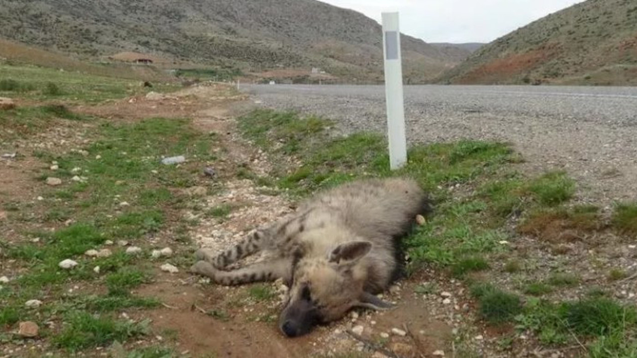 Nesli tükenmekte olan hayvan telef olmuş halde bulundu