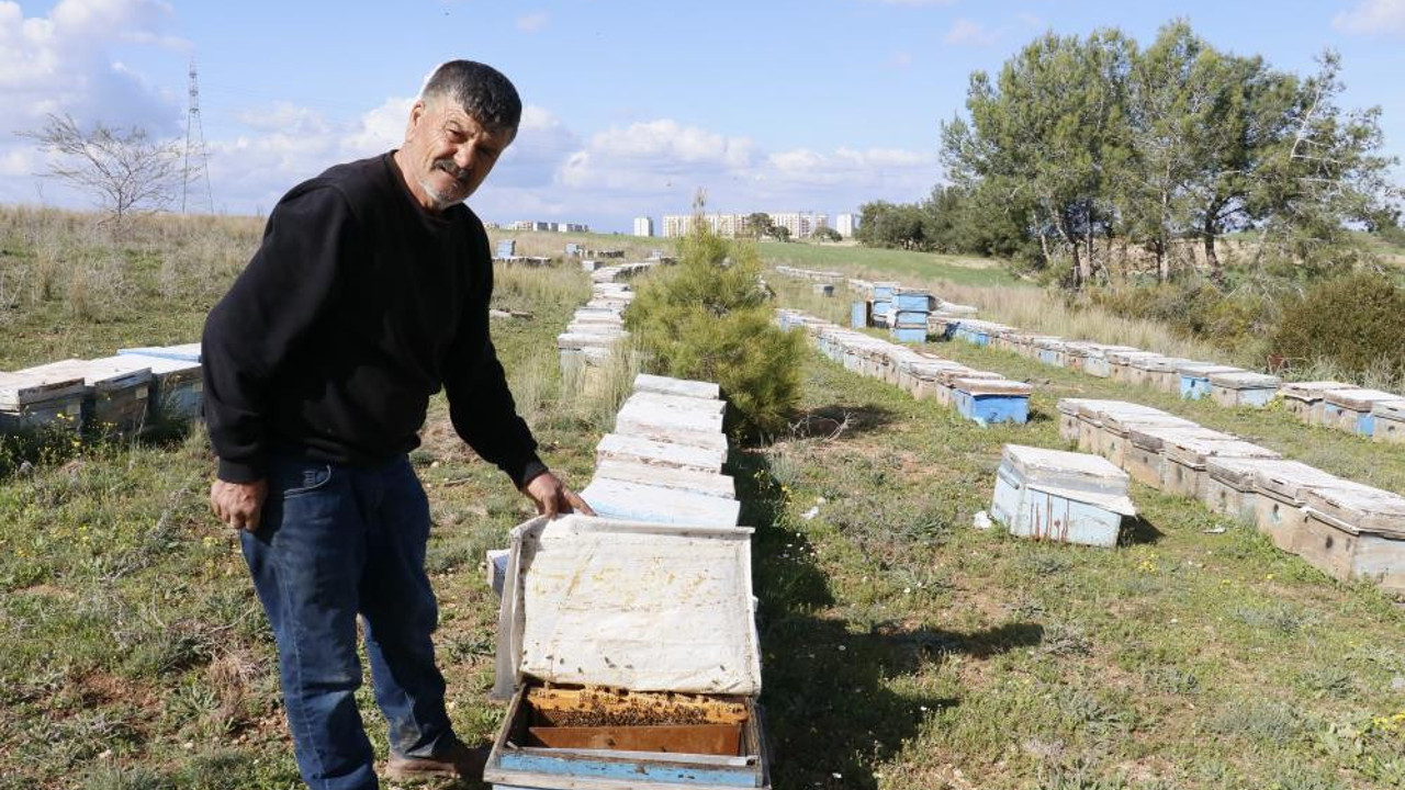 Arıları öldürüp ballarını çaldılar
