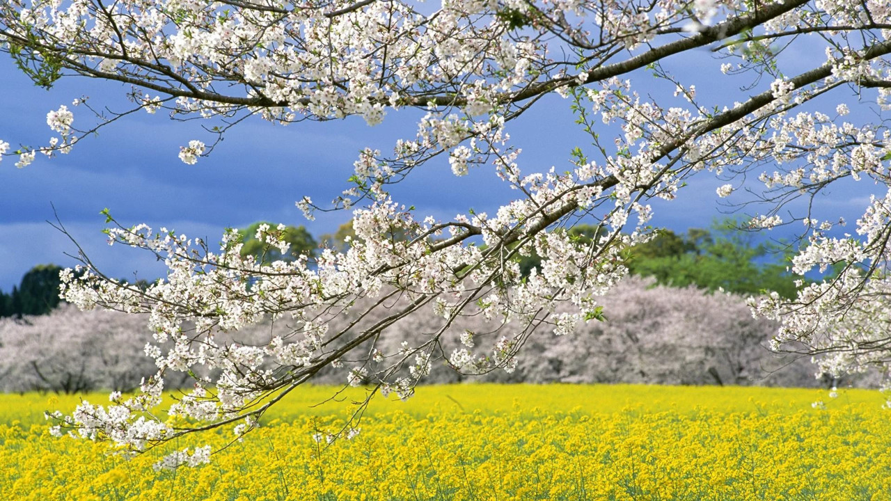 Nevruz bayramı ne zaman? Nevruz bayramında gönderilecek mesajlar neler?