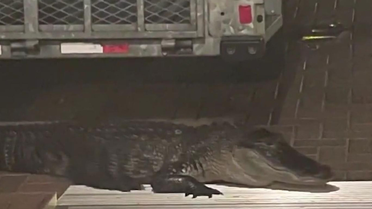 Kapıyı çalan timsah ev sahibine saldırdı