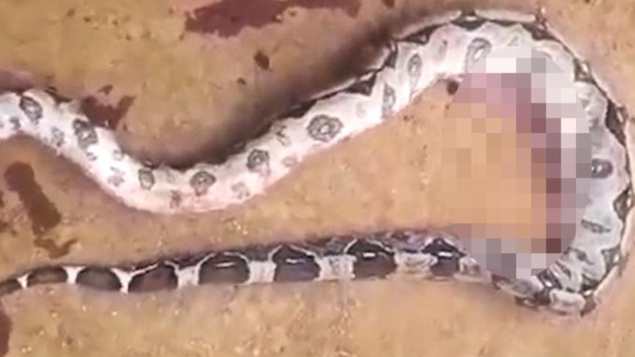 Köylüler dev yılanı öldürdü midesinden çıkan şok yaşattı