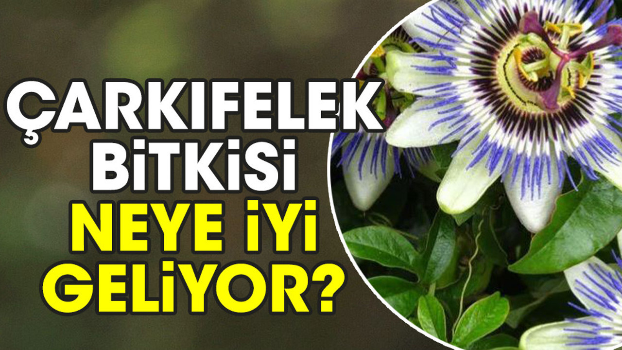 Çarkıfelek bitkisi neye iyi geliyor?