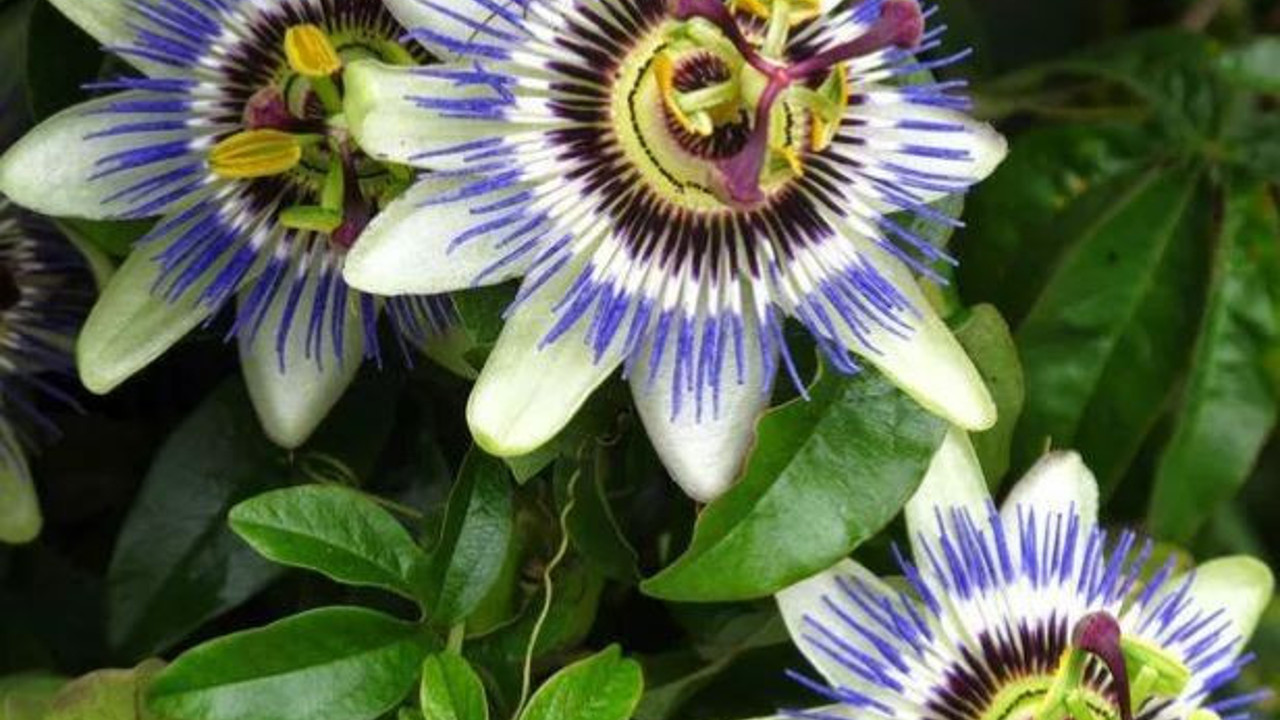 Yüksek tansiyona iyi gelen ot (23 Mart 2023)