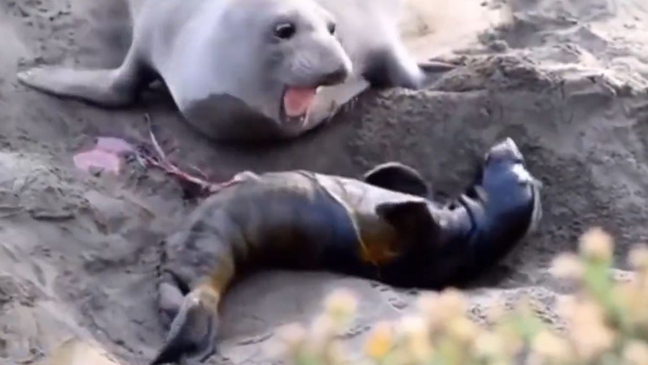 Anne fok yeni doğan yavrusunun ilk önce öldüğünü düşündü. Yaşadığını fark ettiğindeki sevinci yürekleri ısıttı