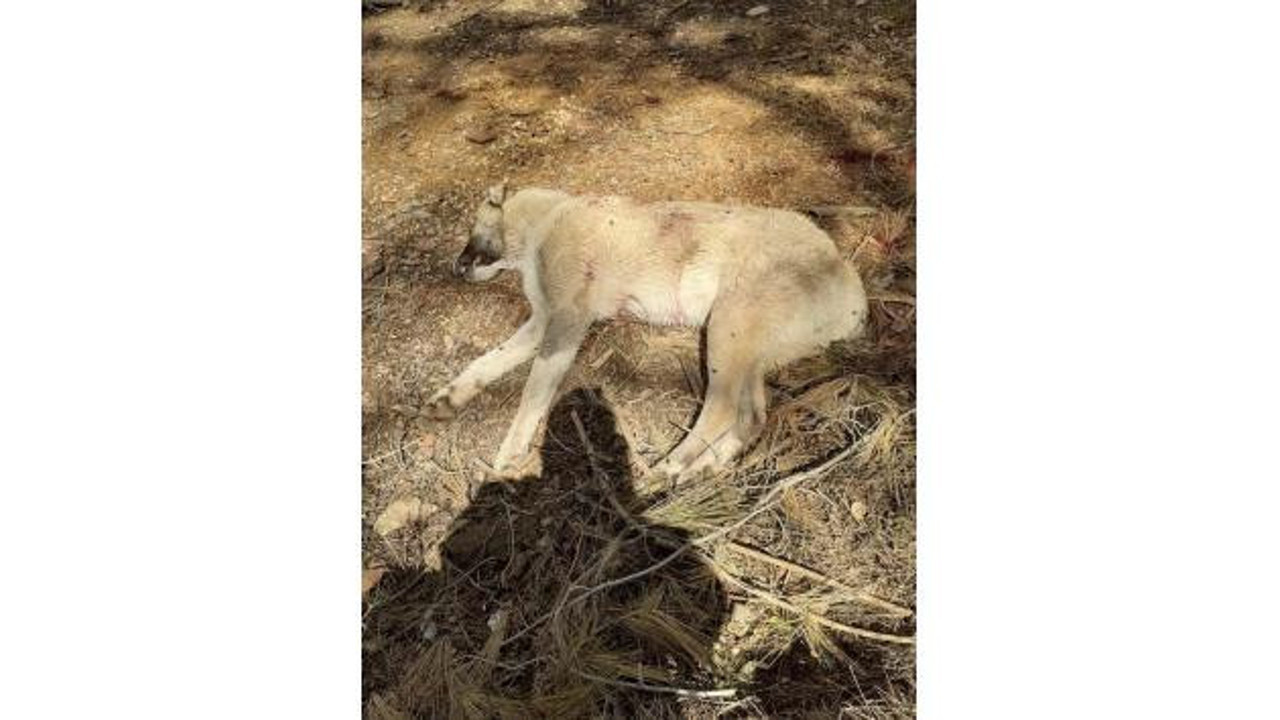 Çoban köpeklerini av tüfeğiyle vurup öldürdüler