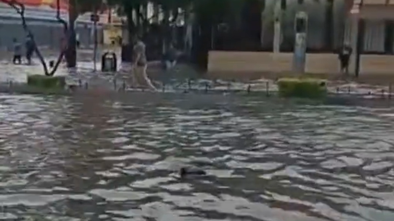 Sel sonrası sokakları balıklar bastı