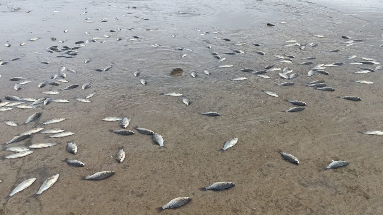 Batman'da binlerce balık telef oldu