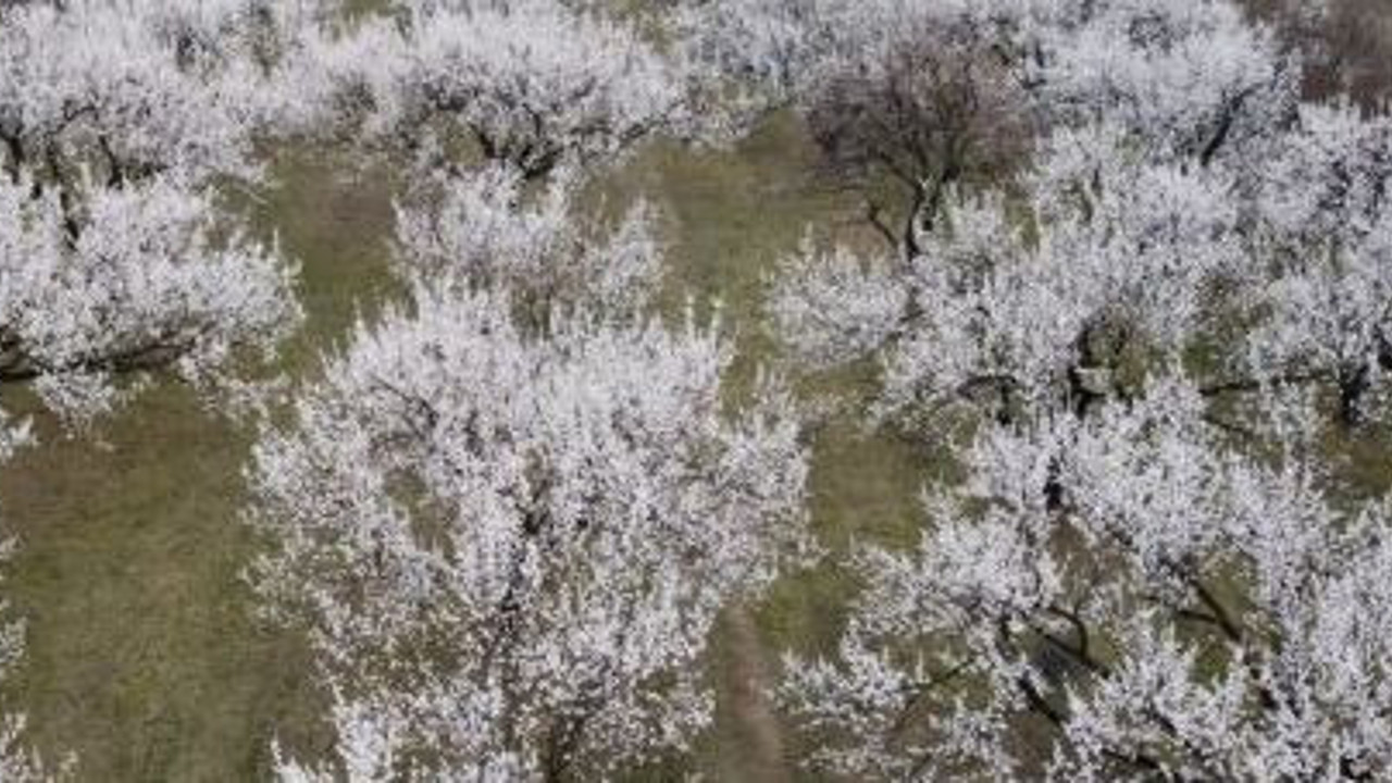 O meyvenin ağaçları çiçek açtı