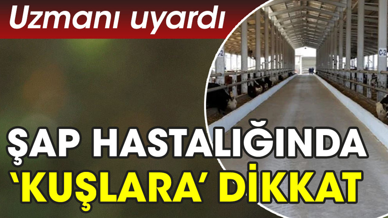 Uzmanı uyardı. Şap hastalığında ‘kuşlara’ dikkat