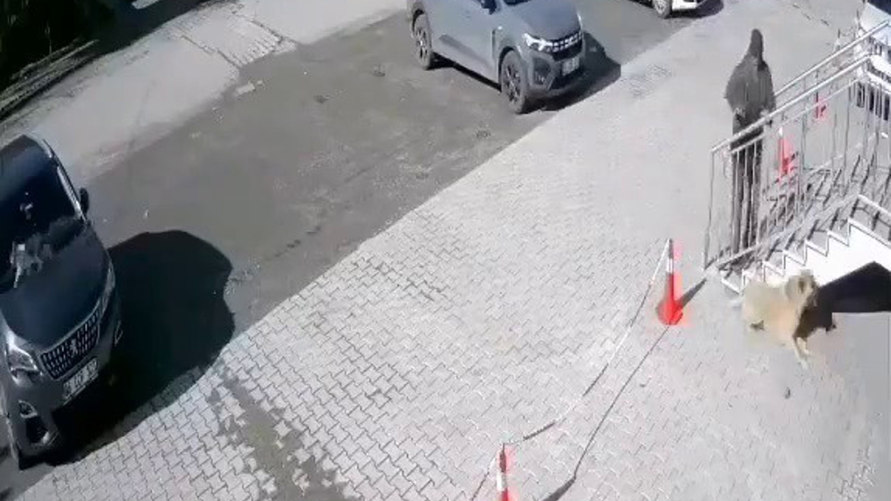 Ne istedin bir garip köpekten. Vicdansız