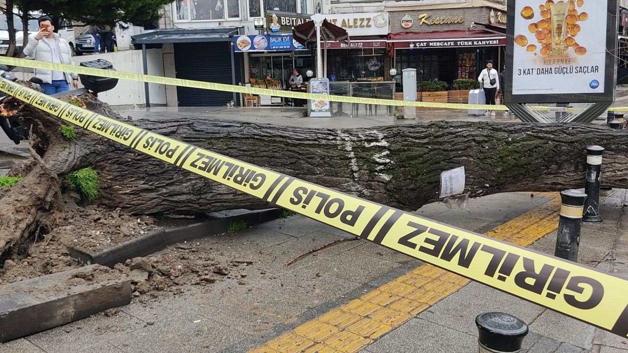Fatih’te çürüyen ağaç iki otomobilin üzerine devrildi