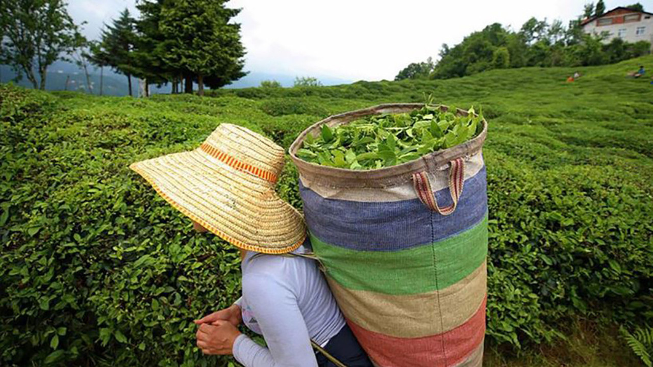 ÇAYKUR 1365 mevsimlik işçi alacak