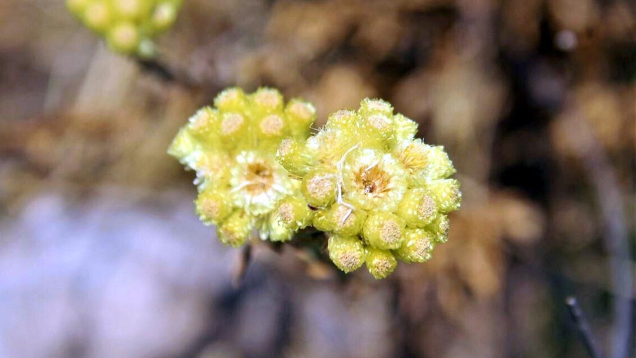 Bu çiçeği koparmanın 244 bin lira cezası var. Görünce elinize sürmeyin