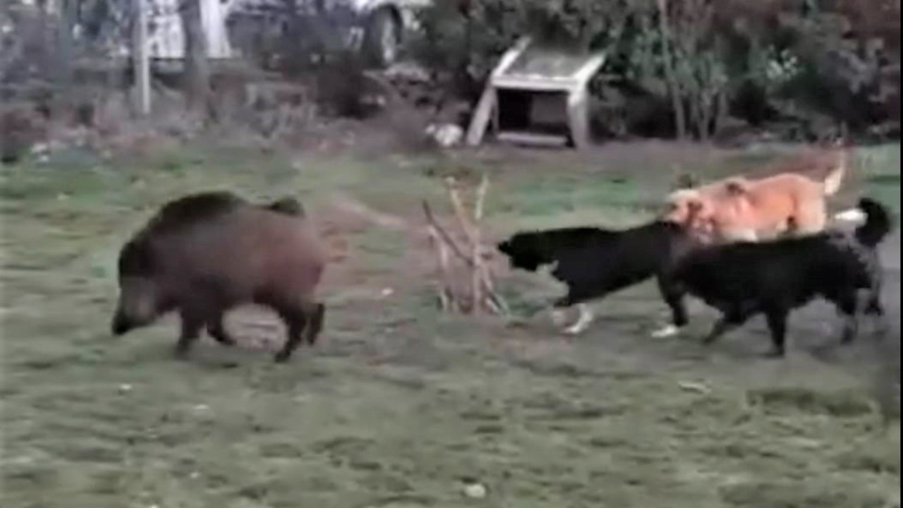 Domuz sürüsü ile köpeklerin nefes kesen karşılaşması