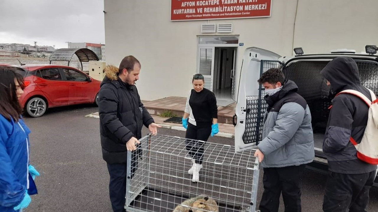 Yaralı halde bulunan tilki tedavi edildi