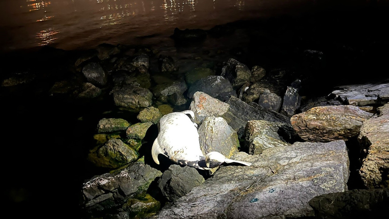 Kocaeli’de ölü yunus sahile vurdu