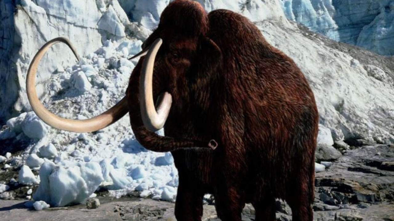 Müşteriler bu ete servet ödemek için sıraya girdi