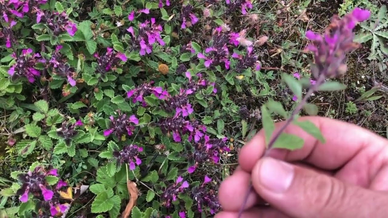 Öksürüğe iyi gelen ot (30 Mart 2023)