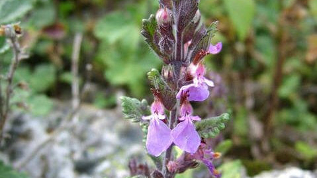 İshale iyi gelen bitki (30 Mart 2023)