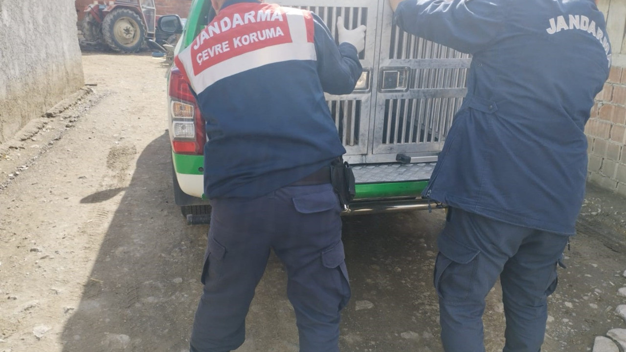 Tokat'ta yaralı köpek tedavi altına alındı