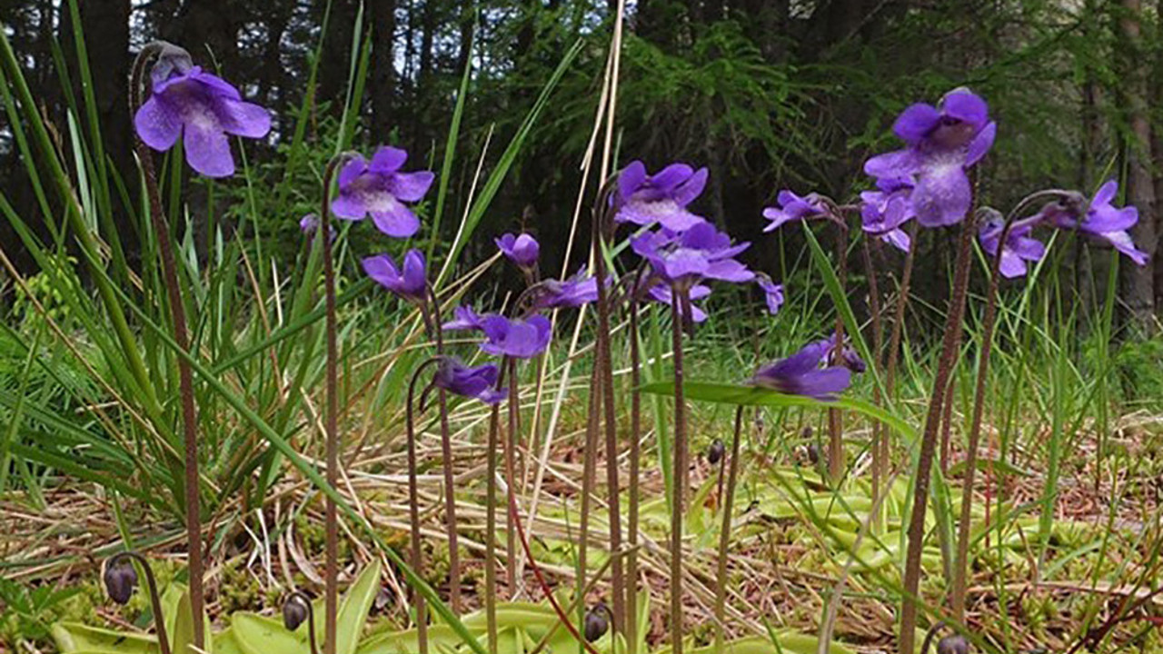 Bitkilerin de strese girdiğini biliyor muydunuz?