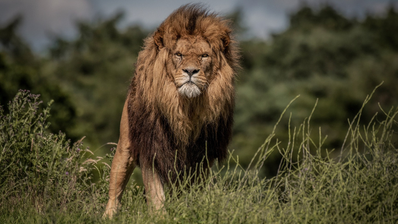 Rüyada aslan görmek ne demek? Rüyada aslan görmenin anlamı nedir?
