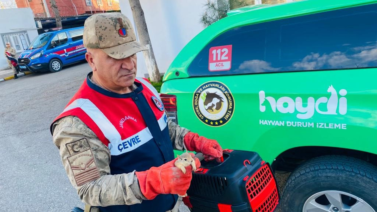 Sincap yavruları otobüs baskınında ele geçirildi