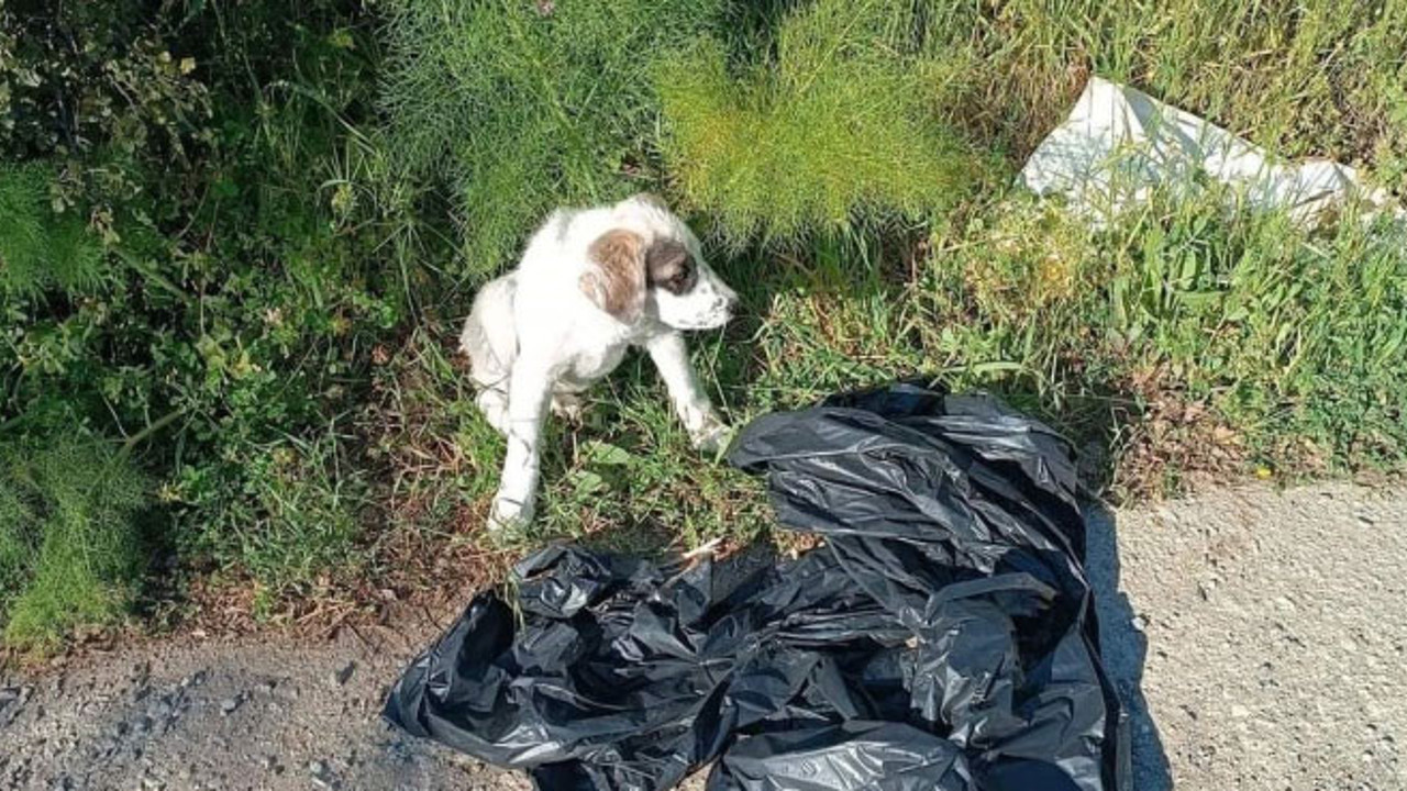 Yavru köpeği ağzı bağlı poşete koyup yol kenarına attılar