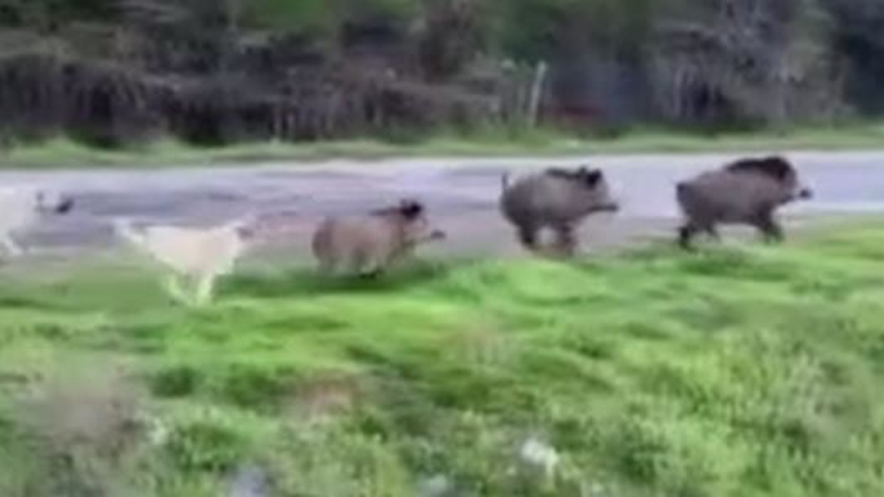 Domuz sürüsüne köpekler saldırdı
