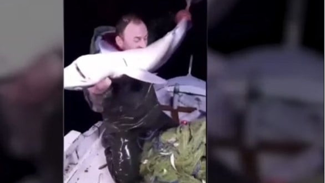 Köpek balığı köpek balığı olalı böyle zulüm görmedi. Karadenizli balıkçı köpek balığını ısırdı