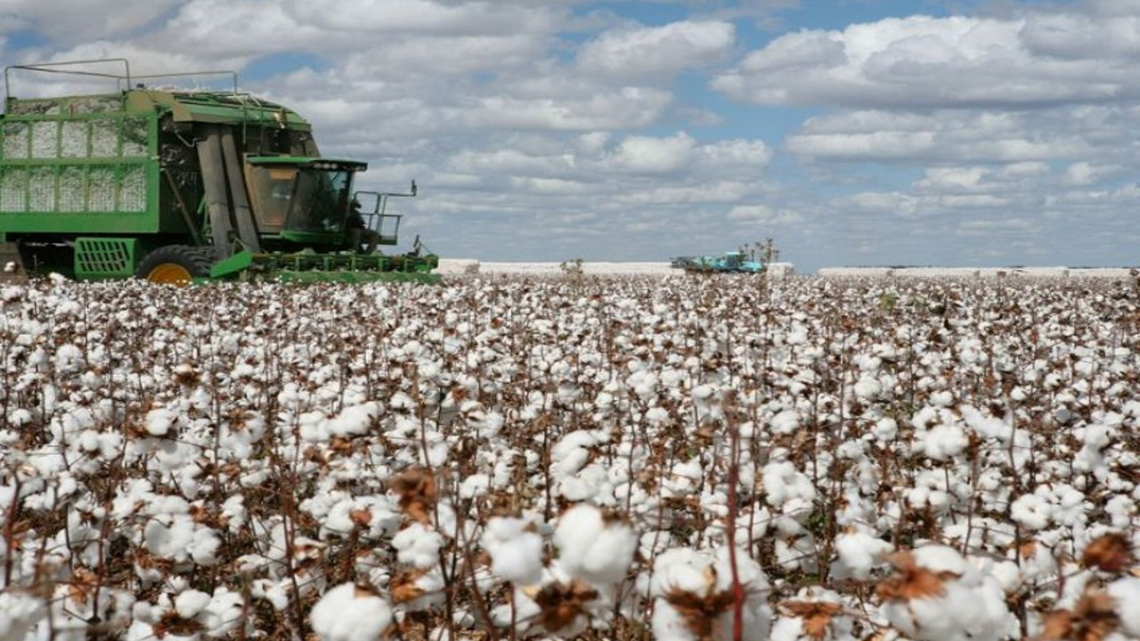 Pamuk krizi kapıda. Tarım Yazarı Ali Ekber Yıldırım yaşanacakları anlattı