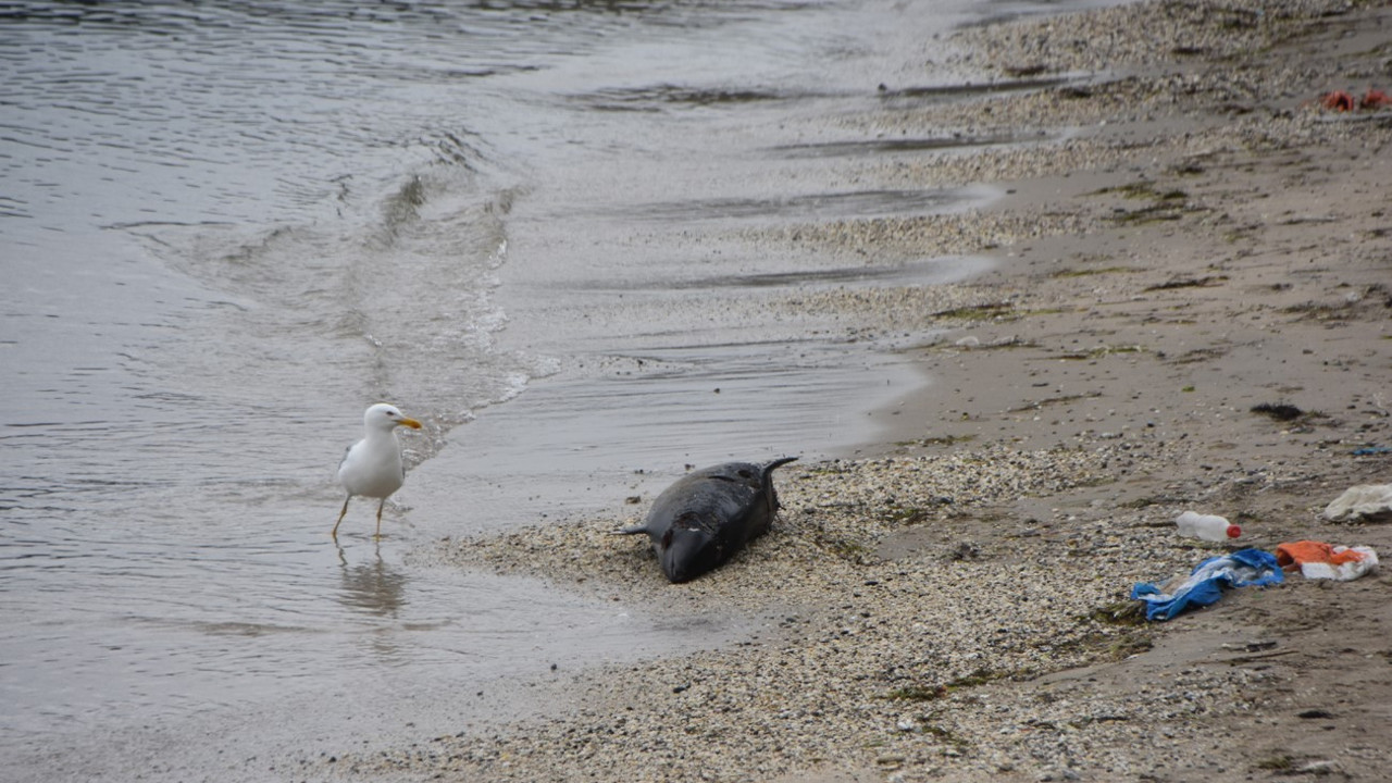 Sinop’ta ölü yunus kıyıya vurdu