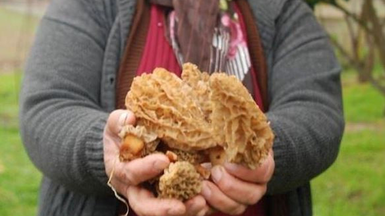 Köylüler topluyor kilosunu 1000 TL’ye satıyor. Ormanda kendiliğinden yetişiyor