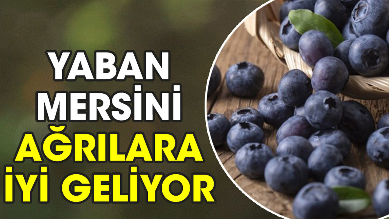 Yaban mersini ağrılara iyi geliyor