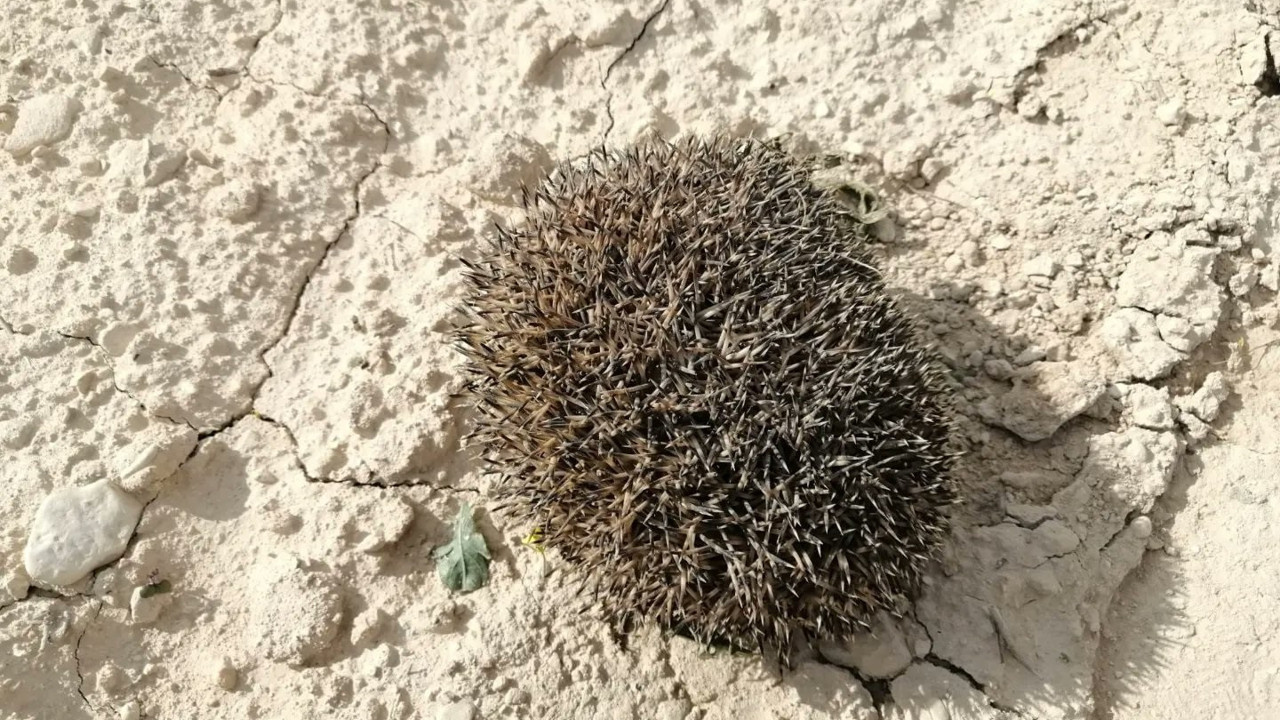 Şanlıurfa'da çukura düşen çöl kirpisi kurtarıldı