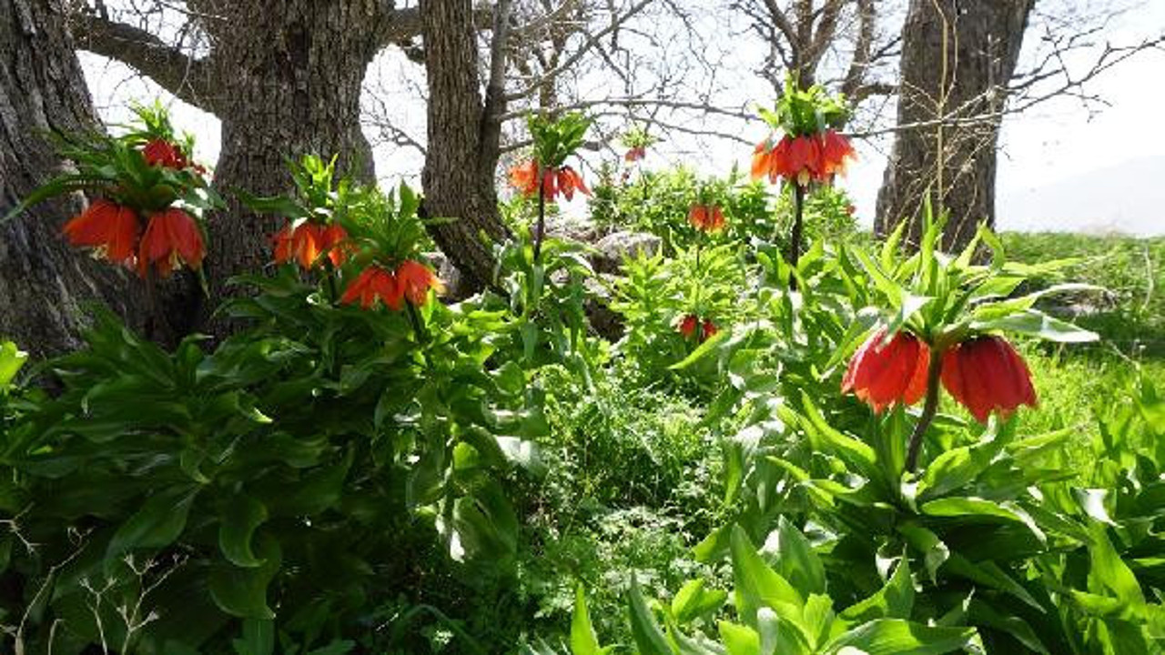 Siirt'te köylüler, ters lalelerin çalınmaması için nöbet tutuyor