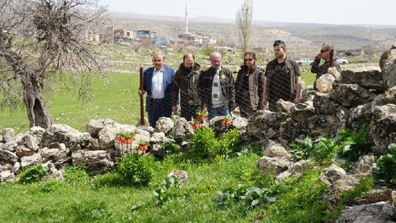Siirt'te köylülerin 'ağlayan gelin' mesaisi: Çalınmaması için başında nöbet tutuyorlar