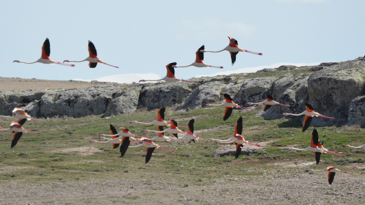 Gölde eşssiz görüntüler nefes kesti. Flamingolar görenleri hayran bıraktı