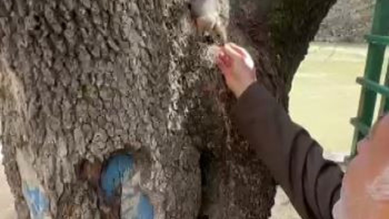 Doğa koruma görevlisi yabani sincabı besledi