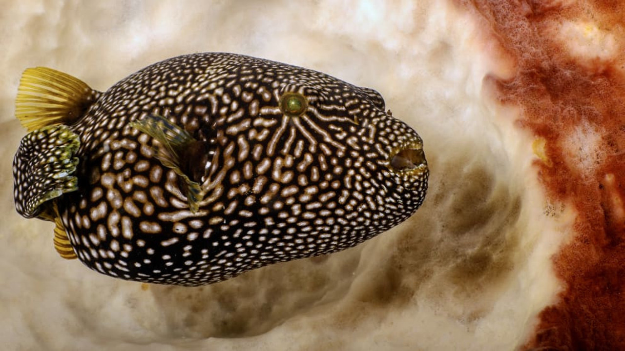 Kirpi balığı yiyen çift öldü