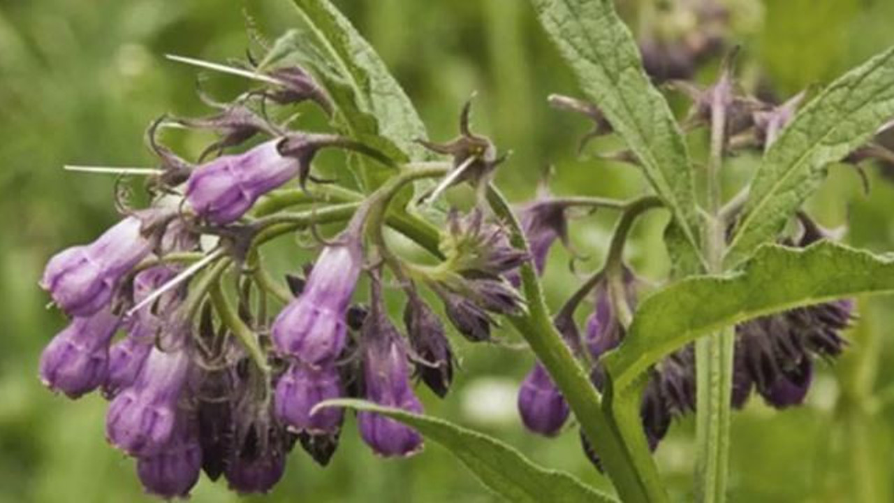 İshale iyi gelen ot (15 Nisan 2023)