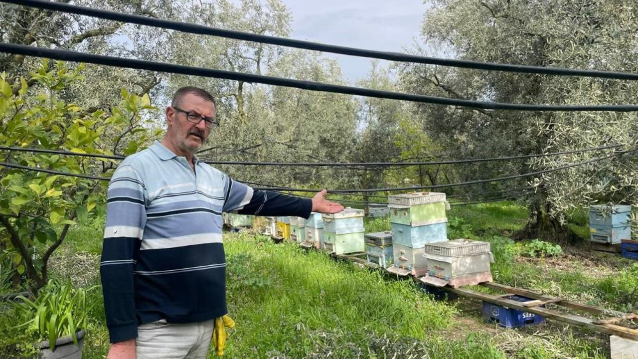 İznik'te iki elli iki ayaklı ayılar bal kovanlarına dadandı