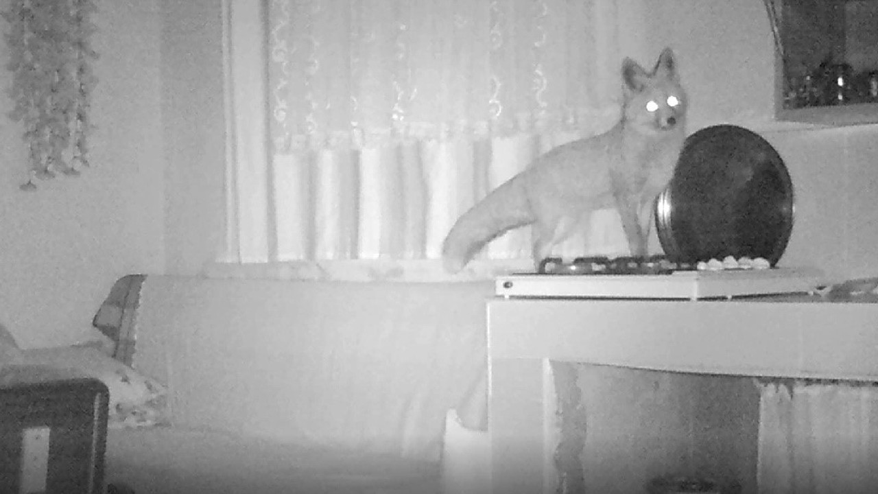 Dev ayı ile arkadaşı tilki yayla evlerini talan etti